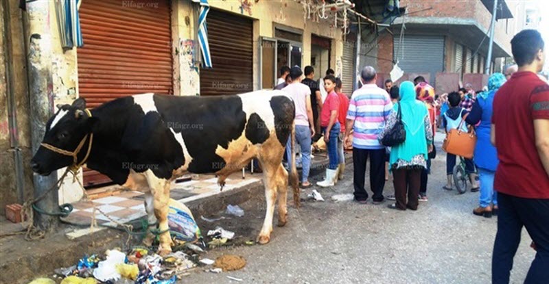 هذا الفعل في عيد الأضحى يعرضك للغرامة.. تعرف عليه