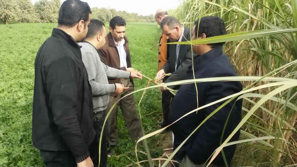 الحشرة القاتلة تسبب الذعر لدى الفلاحين ووزارة الزراعة تعلن حالة الطوارئ في ثلاث محافظات