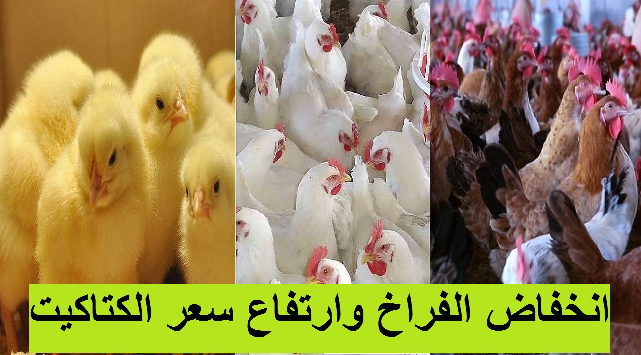 بورصة الدواجن.. انخفاض سعر الفراخ اليوم السبت و3 جنيه زيادة في سعر الكتكوت الأبيض