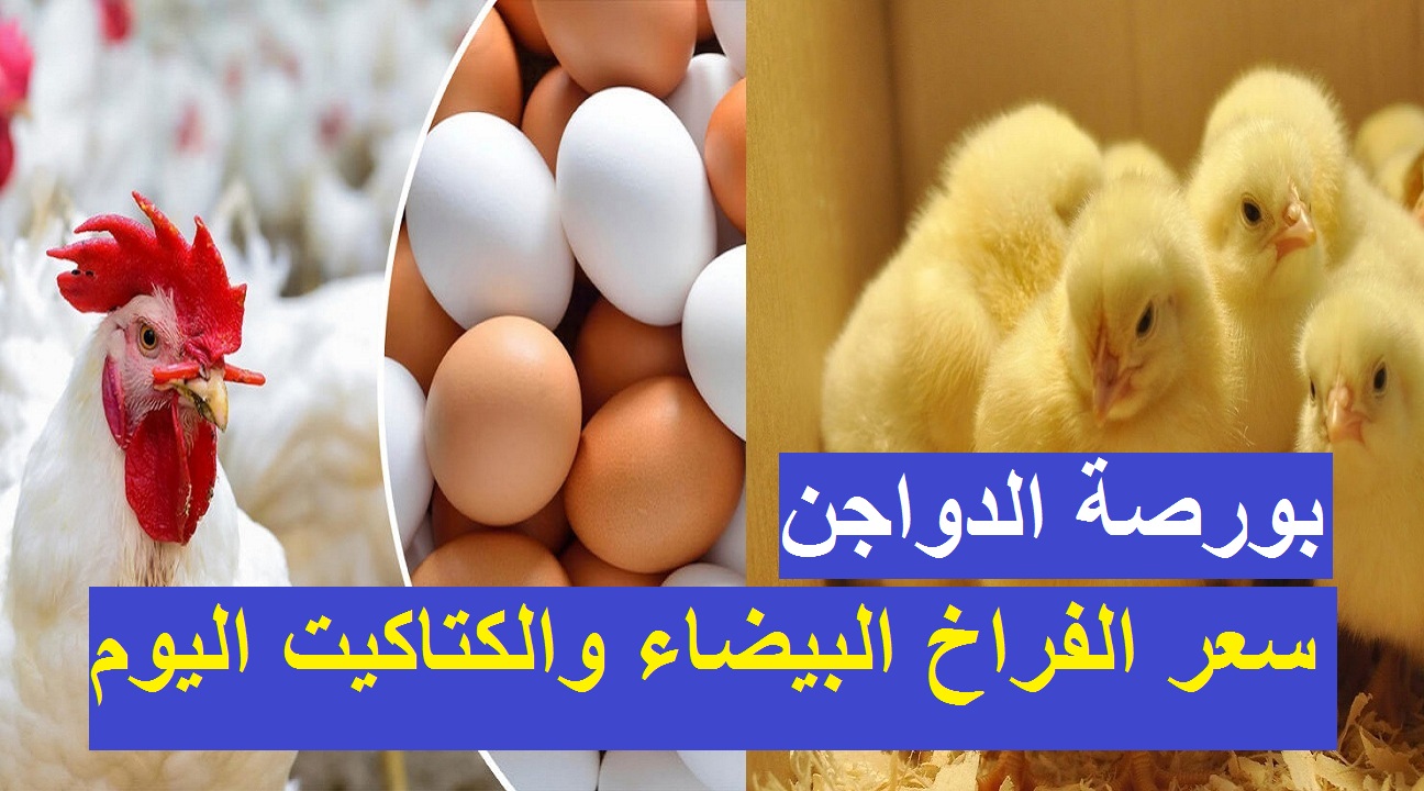 أيه اللي بيحصل.. 5 جنيه انخفاض في سعر الفراخ والكتكوت الأبيض يرتفع من جديد وطبق البيض يزحف نحو الـ70 جنيه