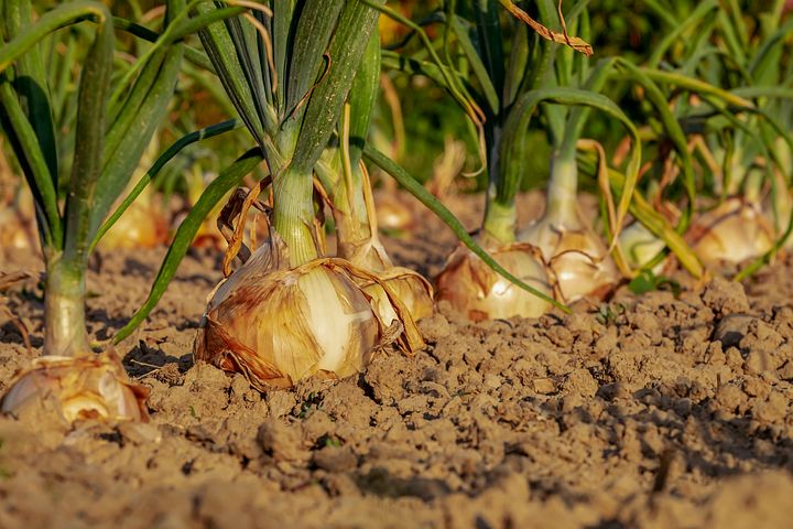 فوائد البصل الأخضر | لماذا يجب أن يكون في غذاءك اليومي | كيف يعالج البصل جميع مشاكل الجسم