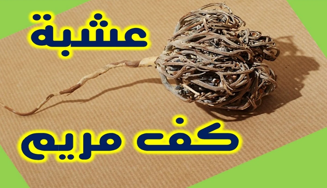 ما هي فوائد عشبة كف مريم للحمل وآلام الدورة الشهرية