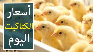 ارتفاع في سعر الكتكوت الأبيض اليوم وتراجع أسعار الفراخ وارتفاع طبق البيض