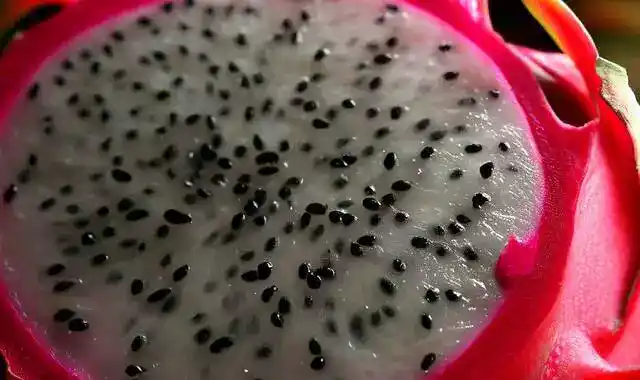 هل سمعت عن فوائد دراجون فروت أو فاكهة التنين الاحمر كنز من الفوائد خاصة للنساء Red Dragon Fruit